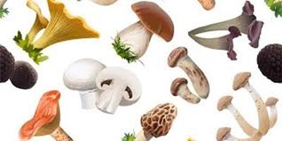   I FUNGHI MANGERECCI E VELENOSI DELL'EUROPA MEDIA