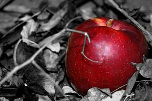   Il Peccato