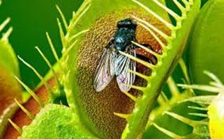   LE PIANTE INSETTIVORE