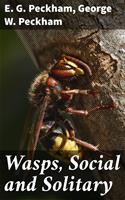   Wasps, Social and Solitary