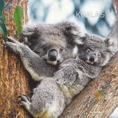 Alpha Edition - Calendario 2024 da muro Koalas, 12 mesi, 30x30 cm