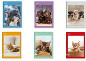 Quaderno A4 Maxi 96/100 Colour Code Animal Snapshot, 1 Rigo - 21 x 30 cm