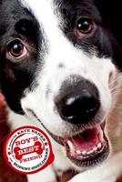   Boy's Best Friend