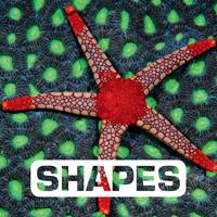   Shapes
