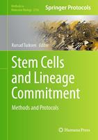   Stem Cells and Lineage Commitment