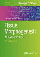   Tissue Morphogenesis