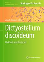   Dictyostelium discoideum