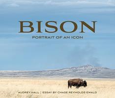   Bison