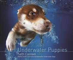   Underwater Puppies