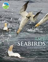   RSPB Seabirds