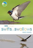   RSPB Spotlight Swifts and Swallows