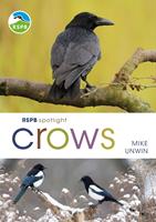   RSPB Spotlight Crows