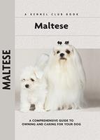   Maltese