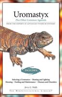   Uromastyx