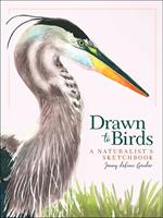   Drawn to Birds