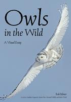  Owls In The Wild
