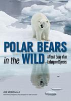   Polar Bears In The Wild