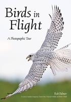   Birds in Flight