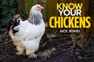   Know Your Chickens