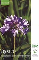   L'agapanthe