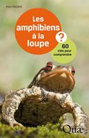   Les amphibiens à la loupe