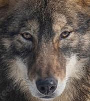   Das M&auml;rchen des U-Bootfahrers D&ouml;rrfisch