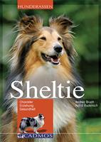   Sheltie