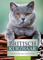   Britisch Kurzhaar