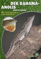   Der Bahama-Anolis
