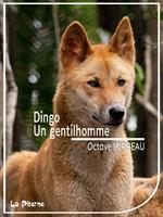   Dingo