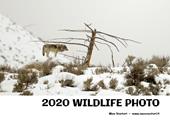 2020 wildlife photo. Ediz. illustrata