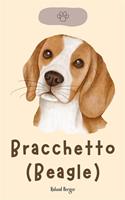   Bracchetto (Beagle)