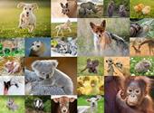 Ravensburger - Puzzle I cuccioli del mondo, 200 Pezzi XXL, Et&#224; Raccomandata 8+ Anni