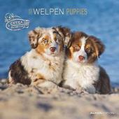 Alpha Edition - Calendario 2025 da muro Puppies, 12 mesi, 30x30 cm