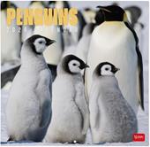 Calendario 2026 da Parete  - Penguins - 30 x 29 cm