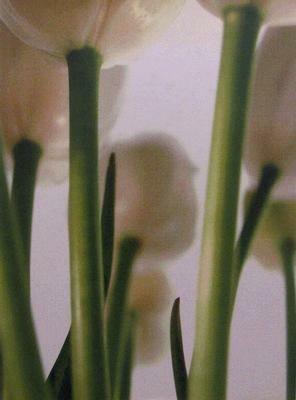 Becoming being passing - Sabine Pankert - Libro Verba Volant 2005 | Libraccio.it