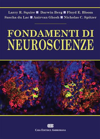 Fondamenti di neuroscienze. Con Contenuto digitale (fornito elettronicamente) - Larry Squire, Darwin Berg, Floyd E. Bloom - Libro CEA 2016 | Libraccio.it