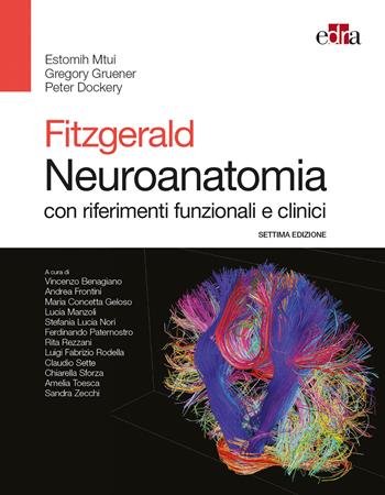 Fitzgerald. Neuroanatomia con riferimenti funzionali e clinici - Estomih Mtui, Gregory Gruener, Peter Dockery - Libro Edra 2017 | Libraccio.it