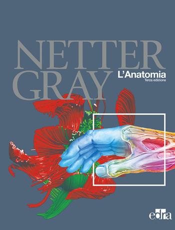 Netter Gray. L'anatomia: Anatomia del Gray-Atlante di anatomia umana di Netter - Frank H. Netter, Susan Standring - Libro Edra 2018 | Libraccio.it
