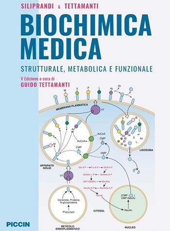 Biochimica medica strutturale metabolica e funzionale - Noris Siliprandi, Guido Tettamanti - Libro Piccin-Nuova Libraria 2018 | Libraccio.it