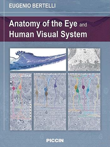 Anatomy of the eye and human visual system - Eugenio Bertelli - Libro Piccin-Nuova Libraria 2019 | Libraccio.it