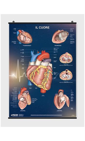 Il cuore - Lucia Manzoli, Stefano Ratti - Libro Piccin-Nuova Libraria 2019 | Libraccio.it