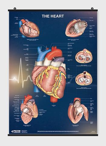 The heart - Lucia Manzoli, Stefano Ratti - Libro Piccin-Nuova Libraria 2019 | Libraccio.it