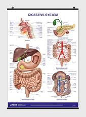 Poster digestive system