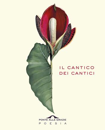 Il cantico dei cantici. Testo ebraico a fronte  - Libro Ponte alle Grazie 2019, Poesia | Libraccio.it