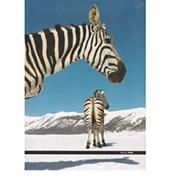 Paola Pivi. Catalogo della mostra. Ediz. italiana e inglese