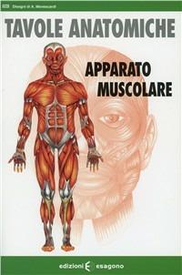 Apparato muscolare. Tavole anatomiche - Aurelia Menescardi - Libro Esagono 2010 | Libraccio.it