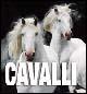 Cavalli. Ediz. illustrata