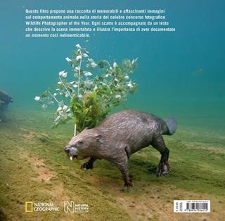 Incredibili comportamenti. Insolite storie del mondo animale. Ediz. a colori - Rosamund Kidman Cox - Libro White Star 2017 | Libraccio.it