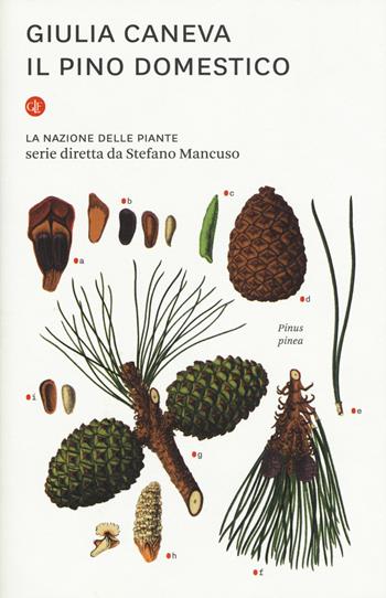 Il pino domestico. La nazione delle piante - Giulia Caneva - Libro Laterza 2019, I Robinson. Letture | Libraccio.it